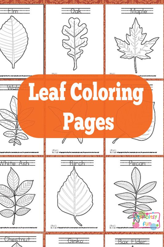 types of leaves for kids
